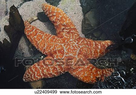 Stock Photo - starfish. Fotosearch
