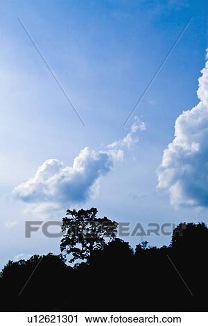 the sky above the trees View Large Photo Image Stock Image - the sky above the trees. Fotosearch