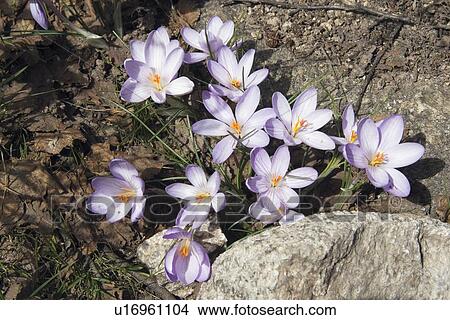 vallée de la restonica, corsica, france; mountain crocus (iridaceae) View Large Photo Image Picture - vallée de la restonica, corsica, france; mountain crocus (iridaceae). Fotosearch
