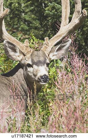 waterton, national park, alberta, canada; deer in a mountain meadow View Large Photo Image Stock Image - waterton, national park, alberta, canada; deer in a mountain meadow. Fotosearch