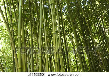Bamboo Stalks View Large Photo Image Stock Image - Bamboo Stalks. Fotosearch