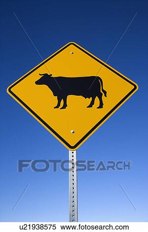 'Cattle on Road' Sign View Large Photo Image Stock Photography - 'Cattle on Road' Sign. Fotosearch