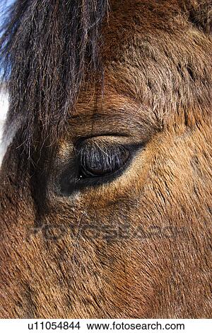 Picture - Close-up of Horse Eye. Fotosearch