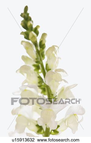 Close Up of White Flower View Large Photo Image Stock Image - Close Up of White Flower. Fotosearch