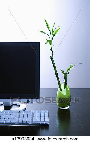 Computer Monitor and Lucky Bamboo View Large Photo Image Picture - Computer Monitor and Lucky Bamboo. Fotosearch