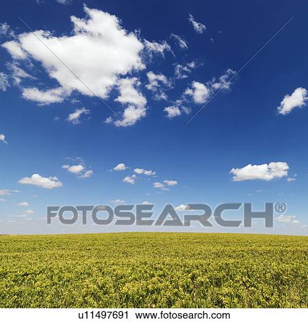 Stock Image - Crops Growing in a Field. Fotosearch
