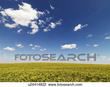 Stock Image - Crops Growing in a Field. Fotosearch