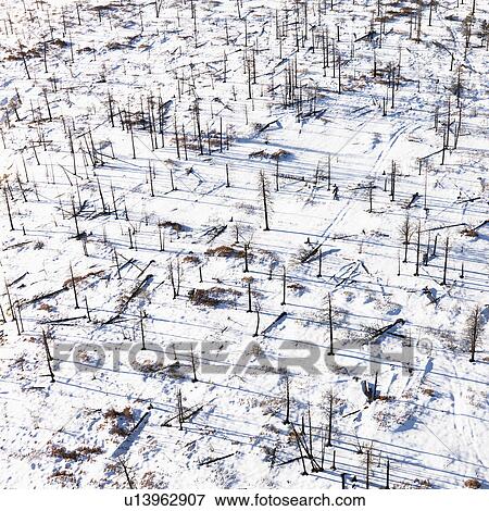 Dead Trees on Snowy Ground View Large Photo Image Stock Photo - Dead Trees on Snowy Ground. Fotosearch