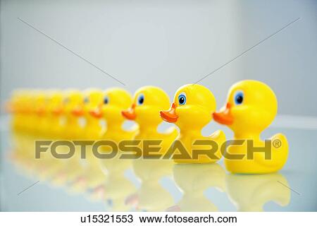 Ducks in a row View Large Photo Image Stock Image - Ducks in a row. Fotosearch