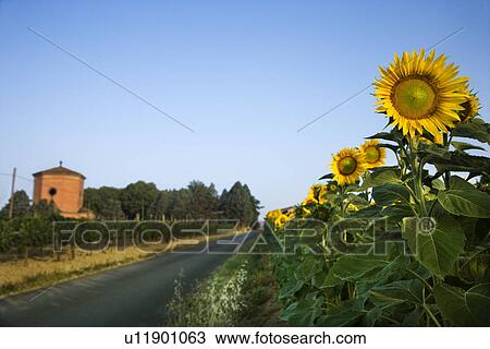 Field of Sunflowers Next to Road View Large Photo Image Stock Image - Field of Sunflowers Next to Road. Fotosearch