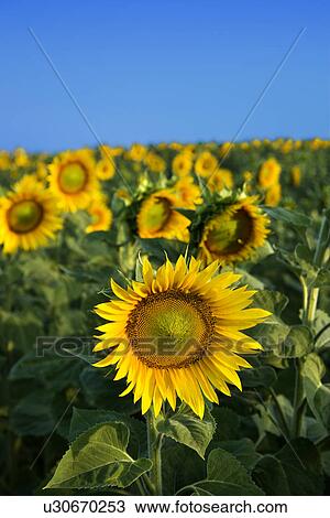 Field of Sunflowers View Large Photo Image Stock Image - Field of Sunflowers. Fotosearch