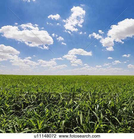 Stock Image - Green Cornfield and Blue Sky. Fotosearch