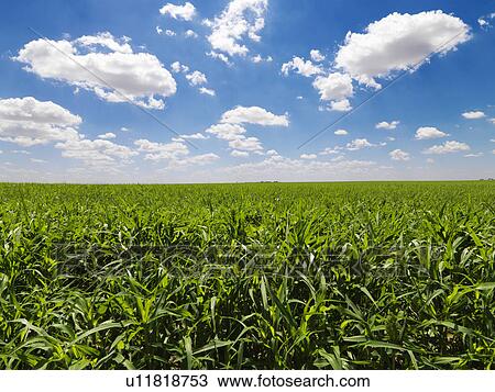 Green Cornfield and Blue Sky View Large Photo Image Stock Image - Green Cornfield and Blue Sky. Fotosearch
