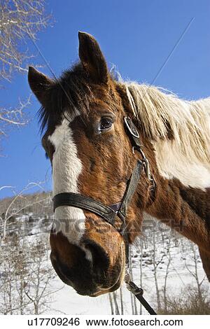 Stock Photograph - Horse Wearing Halter. Fotosearch