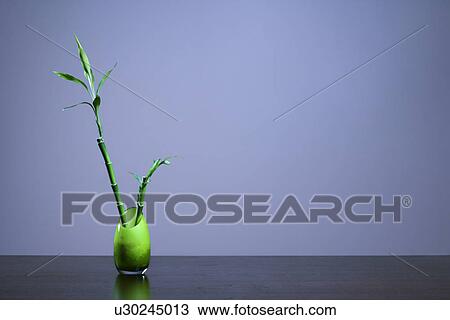 Lucky Bamboo in Green Glass Vase View Large Photo Image Stock Image - Lucky Bamboo in Green Glass Vase. Fotosearch