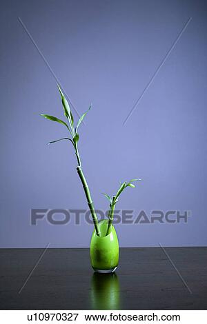 Stock Photo - Lucky Bamboo in Green Glass Vase. Fotosearch