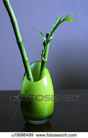 Stock Photo - Lucky Bamboo in Green Glass Vase. Fotosearch