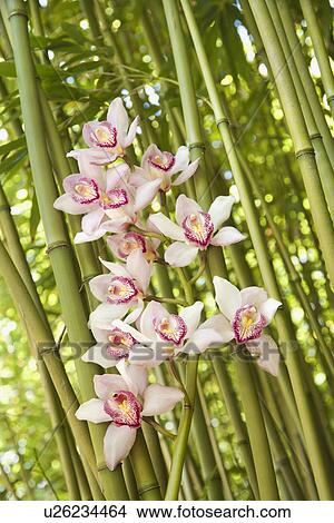 Picture - Orchids and Bamboo Stalks. Fotosearch