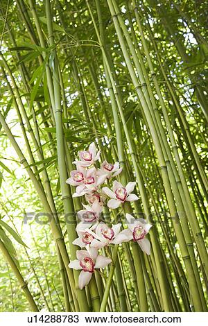 Stock Image - Orchids and Bamboo Stalks. Fotosearch
