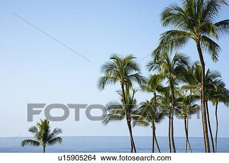 Palm trees and Ocean View Large Photo Image Picture - Palm trees and Ocean. Fotosearch