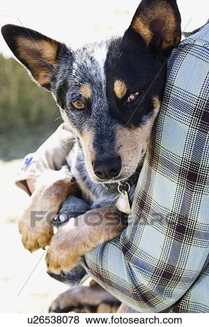 Person Holding Australian Shepherd View Large Photo Image Stock Photo - Person Holding Australian Shepherd. Fotosearch
