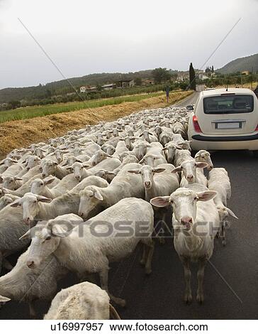 Stock Photo - Sheep and Car on Rural Road. Fotosearch