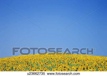 Stock Photography - Sunflower Field. Fotosearch