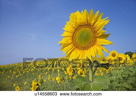 Sunflower in a Field View Large Photo Image Stock Image - Sunflower in a Field. Fotosearch