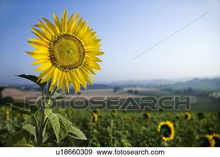 Sunflower in a Field View Large Photo Image Stock Photo - Sunflower in a Field. Fotosearch