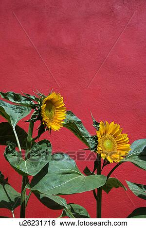 Stock Photograph - Sunflowers and Red Wall. Fotosearch
