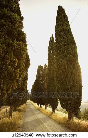 Stock Image - Tree-Lined Rural Road. Fotosearch