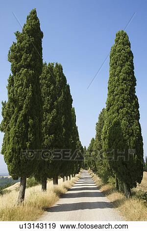 Tree-Lined Rural Road View Large Photo Image Stock Photo - Tree-Lined Rural Road. Fotosearch