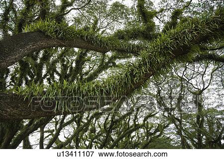 Trees Covered in Growth View Large Photo Image Stock Photo - Trees Covered in Growth. Fotosearch