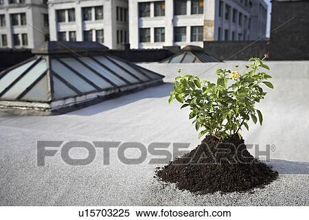 Aspen sapling on rooftop View Large Photo Image Stock Photography - Aspen sapling on rooftop. Fotosearch