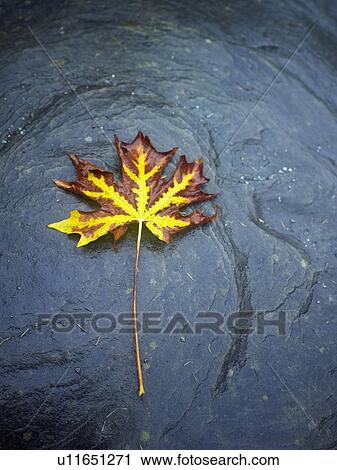Autumn leaf floating in water View Large Photo Image Stock Image - Autumn leaf floating in water. Fotosearch