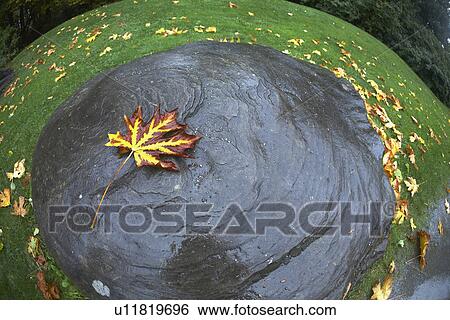 Stock Photograph - Autumn leaf floating in water. Fotosearch