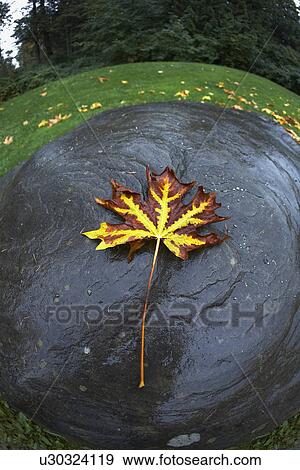 Autumn leaf View Large Photo Image Stock Photo - Autumn leaf. Fotosearch