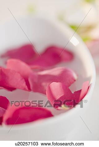 Stock Image - Bowl of pink rose petals. Fotosearch