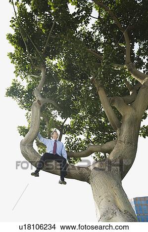 Picture - Businessman sitting in tree. Fotosearch
