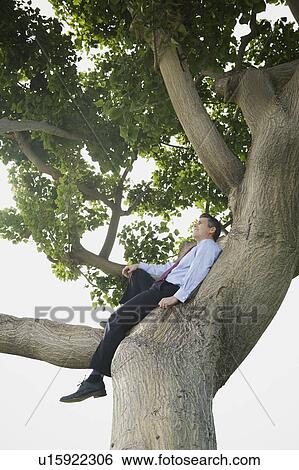 Businessman sitting in tree View Large Photo Image Stock Photograph - Businessman sitting in tree. Fotosearch