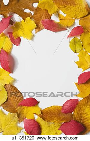Circle of autumn leaves View Large Photo Image Stock Image - Circle of autumn leaves. Fotosearch