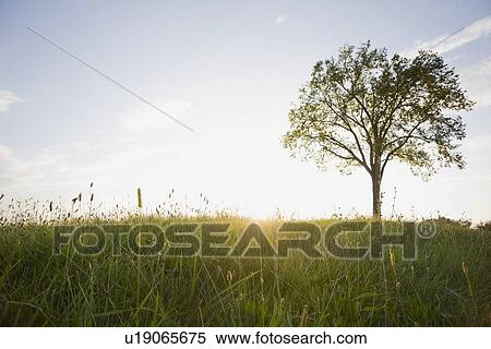 Stock Photography - Field at sunset. Fotosearch