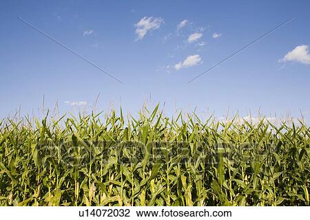 Stock Image - Field of corn. Fotosearch