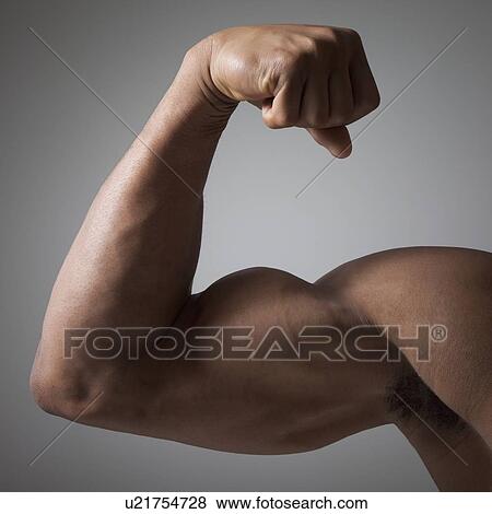 Flexed muscular arm View Large Photo Image Stock Photo - Flexed muscular arm. Fotosearch
