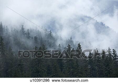 Stock Photograph - Fog over forest. Fotosearch