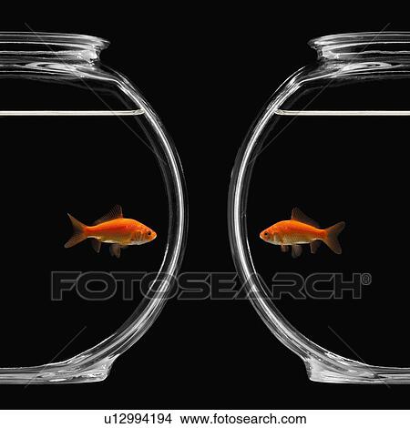 Goldfish in bowl View Large Photo Image Picture - Goldfish in bowl. Fotosearch
