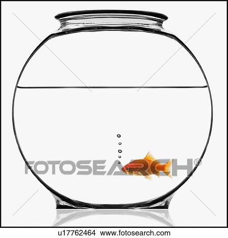 Picture - Goldfish in bowl. Fotosearch