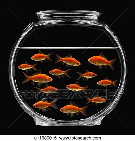 Stock Photograph - Goldfish in bowl. Fotosearch