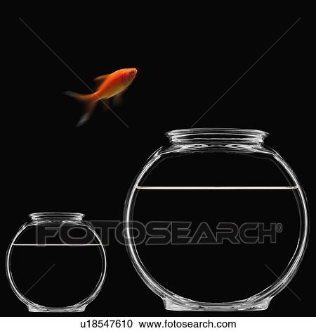 Stock Image - Goldfish jumping out of bowl. Fotosearch