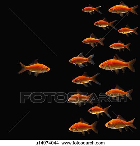 Picture - Goldfish. Fotosearch
